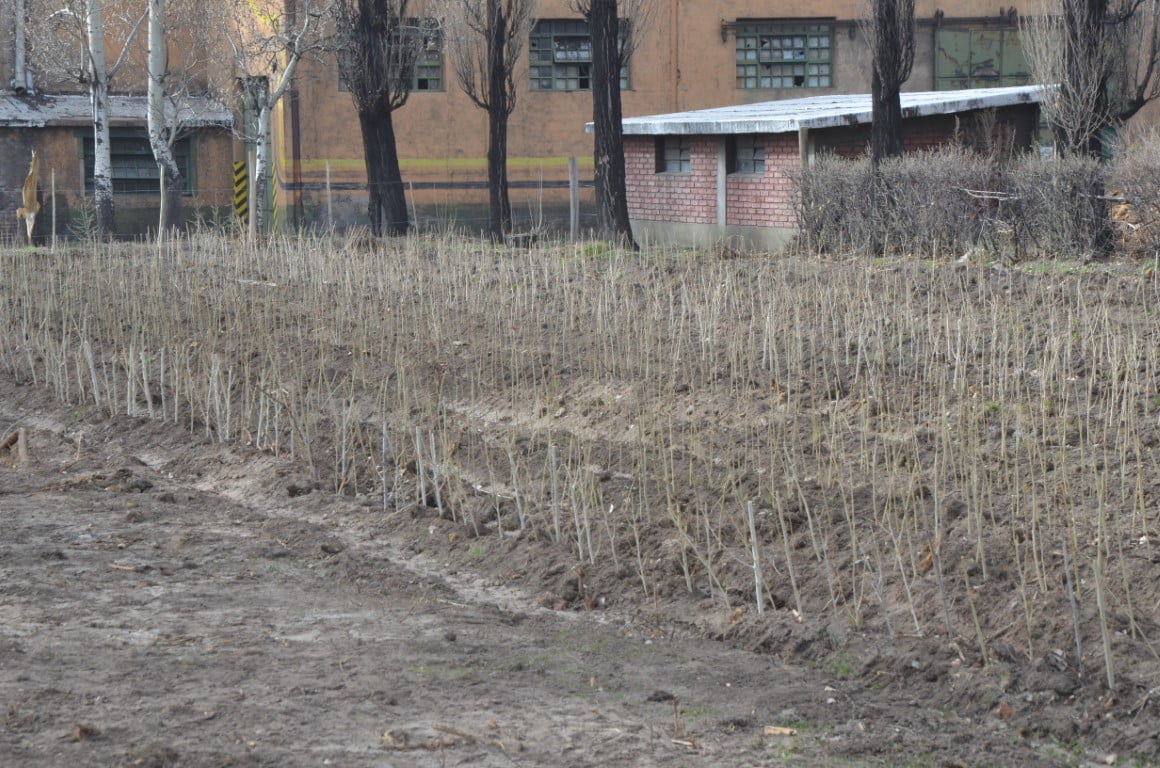 Quieren ampliar la matriz productiva de Malargüe con plantación de álamos